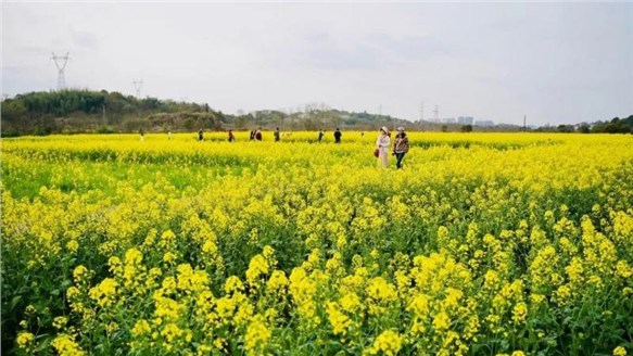油菜花開(kāi)春意濃，田園風(fēng)光醉人心--火炬安泰組織婦女節(jié)戶(hù)外活動(dòng)